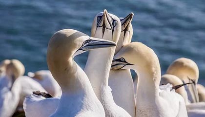 意甲动荡，尤文图斯1-2不敌佛罗伦萨，战术安排受诟病