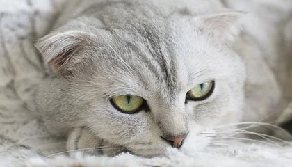 意甲再战，国际米兰3-1轻松击败博洛尼亚，卢卡库继续火力全开