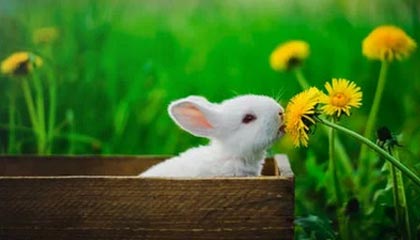 尤文图斯3-2战胜萨索洛，恰尔汉奥卢打入关键进球，意甲赛场再掀波澜